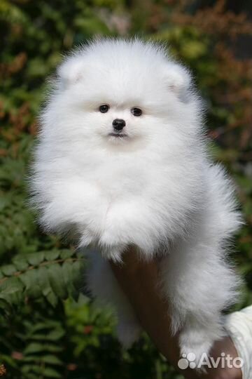 Щенки шпица