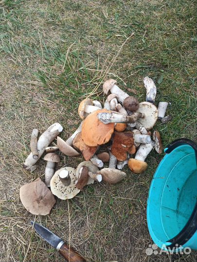 Поход в лес по грибы