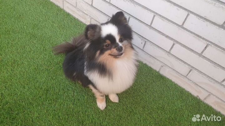 Шпиц Немецкий малый вязка