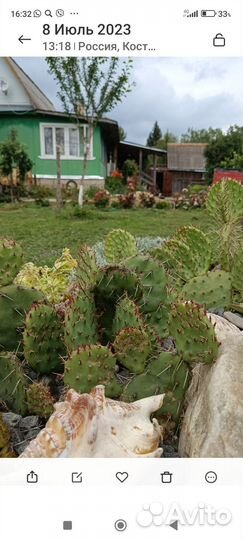 Кактусы зимующие на улице