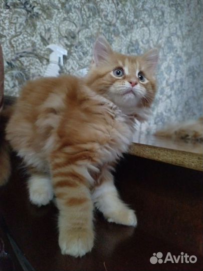 Котята мейн-кун