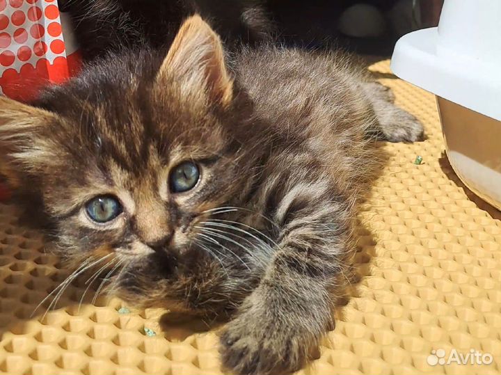 Котёнок ищет дом