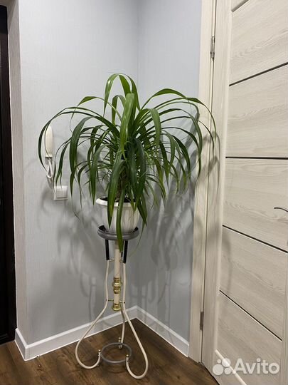 Подставка под цветы (80) + панданус с горшком (80)