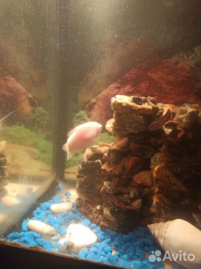 Аквариумные рыбки