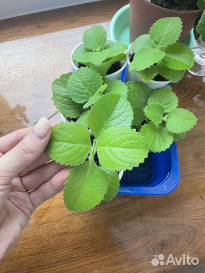 Мята комнатная