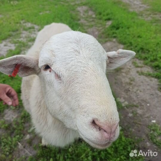 Катумский баран на племя