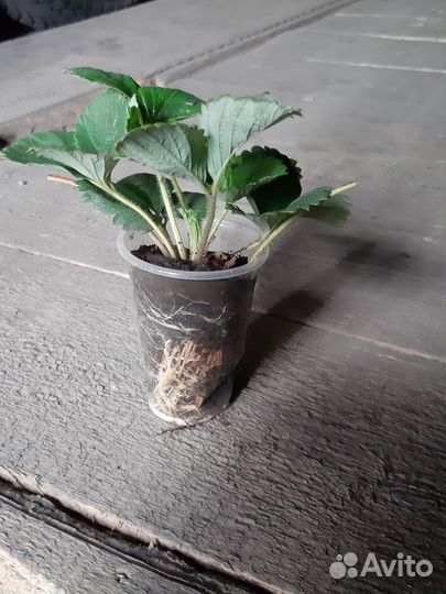 Рассада клубники