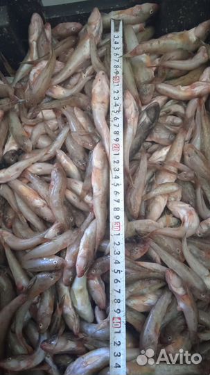 Бычок с/м и свежий