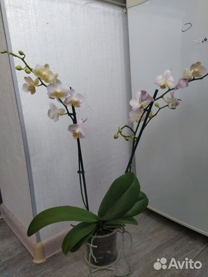 Орхидея фаленопсис бургунди