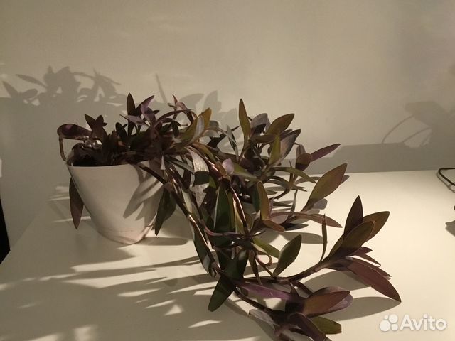 Традесканция Сеткреазия