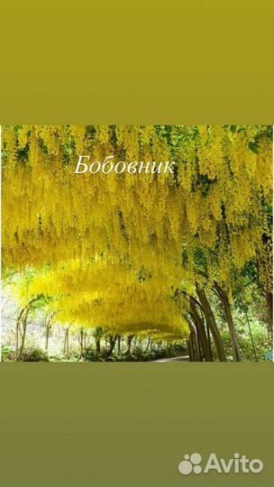 Саженцы бобовника