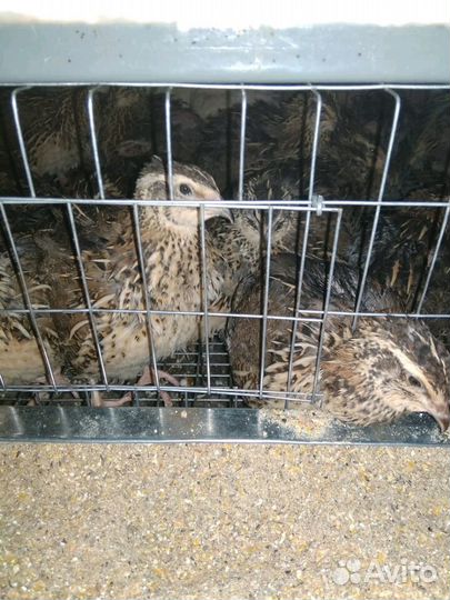 Перепела несушки