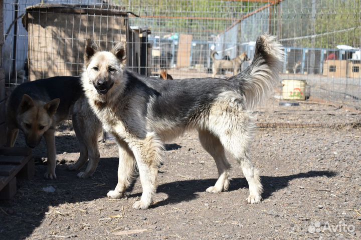 Собаки девочка стерилизованная