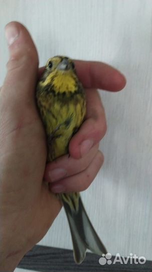 Певчие птицы