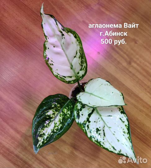 Сингониум, нематантус,фиттонии