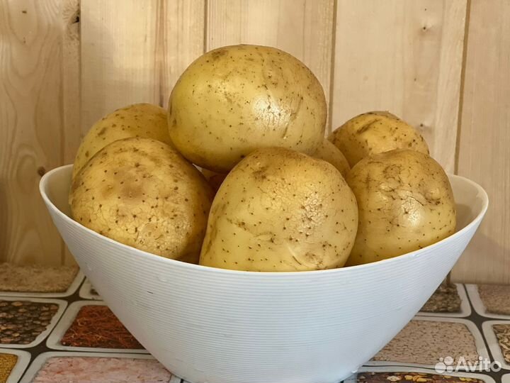 Пророщенный семенной картофель. Галла