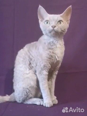 Девон-рекс кошка