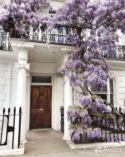 Сажанец глициния