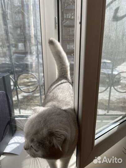 Вязка. Шотландский вислоухий Серебристая шиншилла