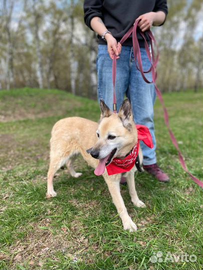 Собака из приюта. Старушка Сара