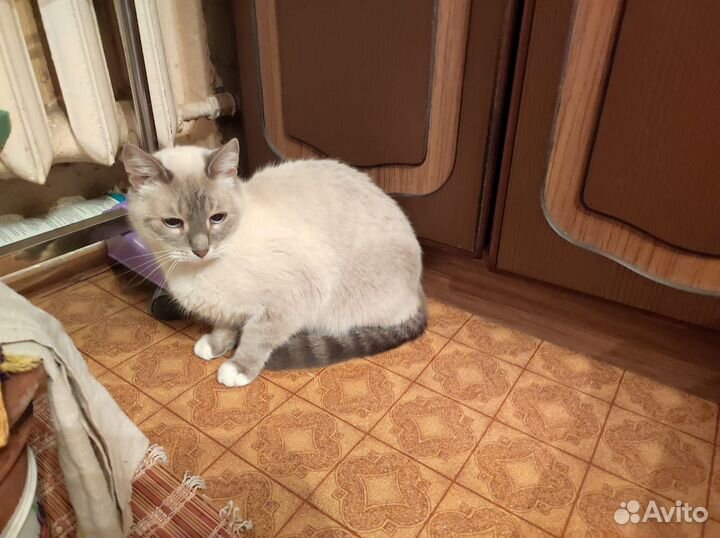 Тайский котик ищет семью