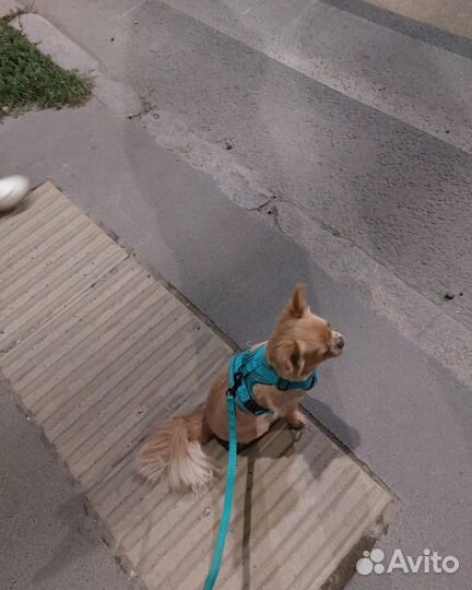 Передержка собак