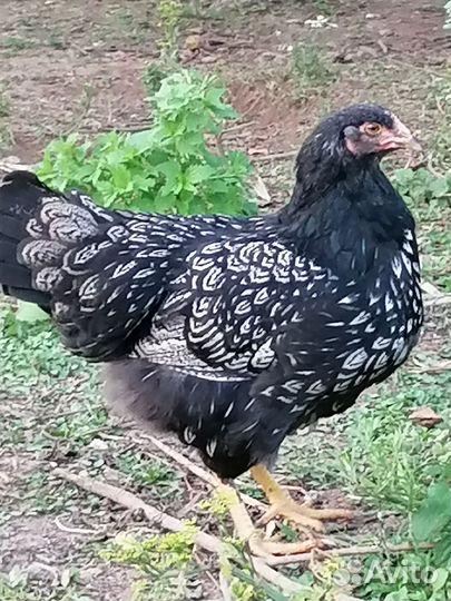 Барневельдеры