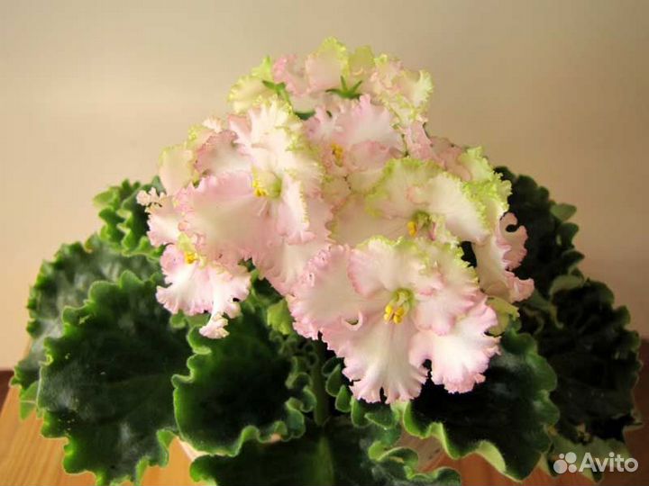 Укорененный лист фиалки с деткой