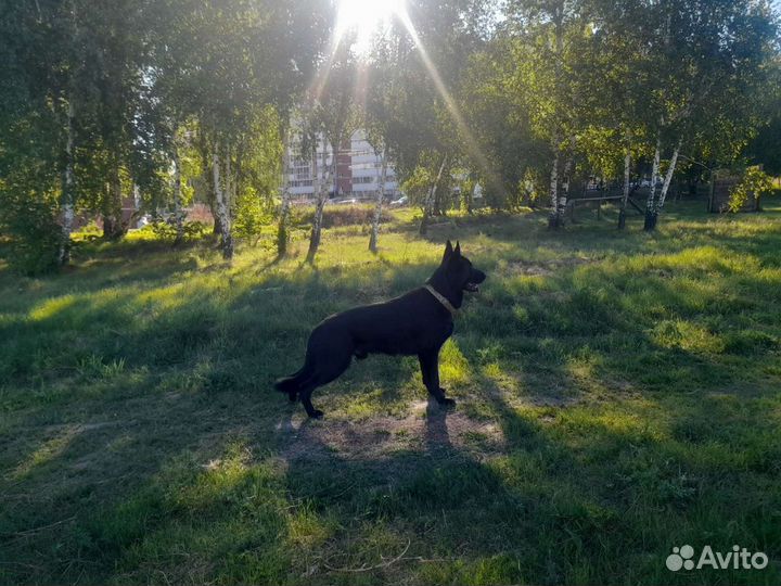 Кобель немецкой овчарки на вязку