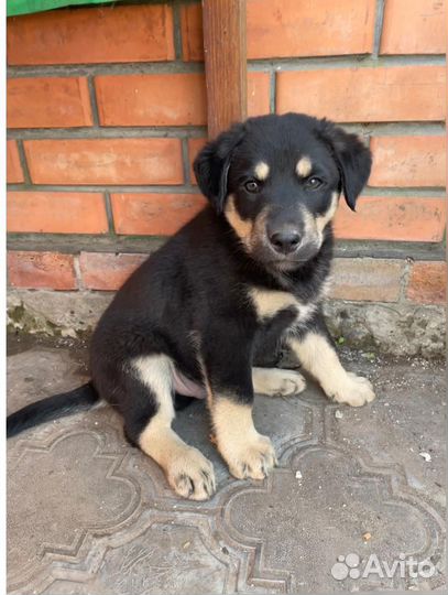 Щенок в добрые руки