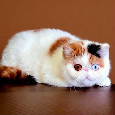 Экзотический короткошёрстный котёнок