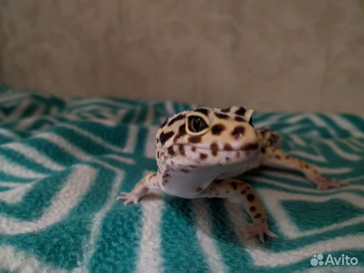 Ящерица эублефар