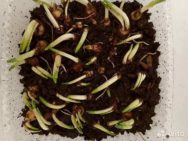 Нарцисы луковицы