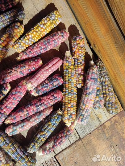 Семена цветной кукурузы