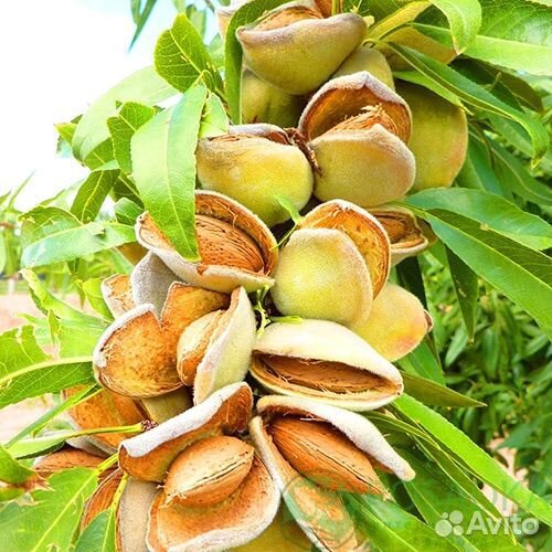 Саженцы миндаля