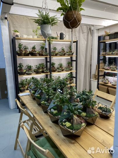 Магазин растений и флорариумов