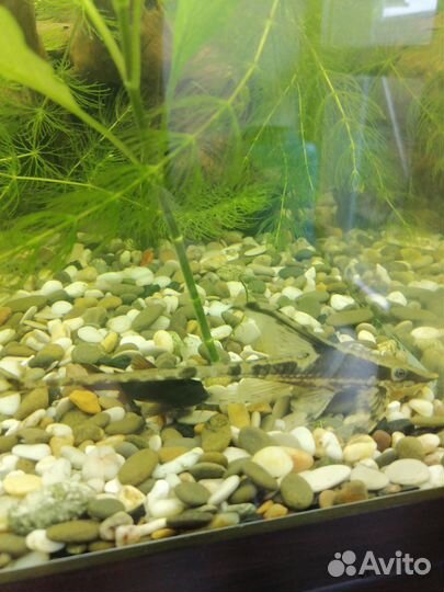 Аквариумные рыбки