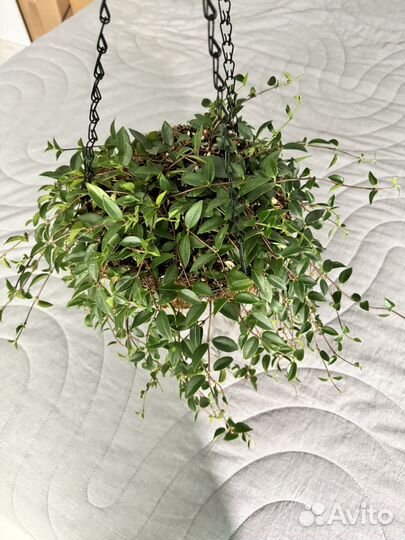 Кодонанта в подвесе