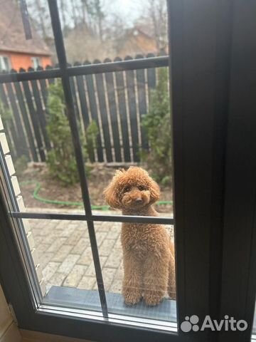 Той-пудель вязка