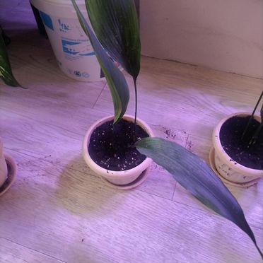 Аспидистра