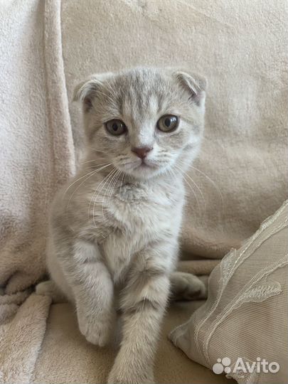 Шотланские котята