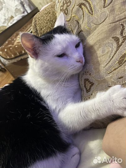Кошки