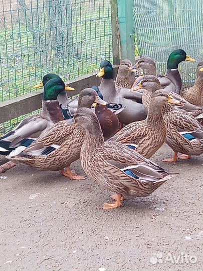 Подсадные утки