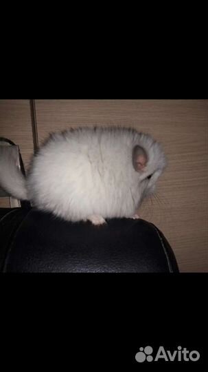 Шиншилла