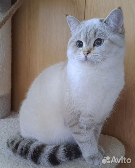 Британская кошка на условиях
