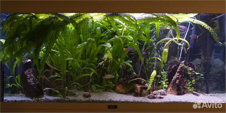 Растение для аквариума