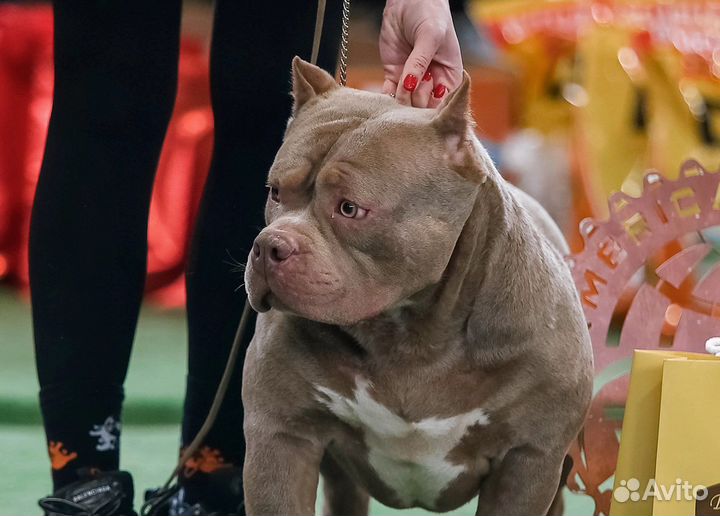 Американский булли вязка