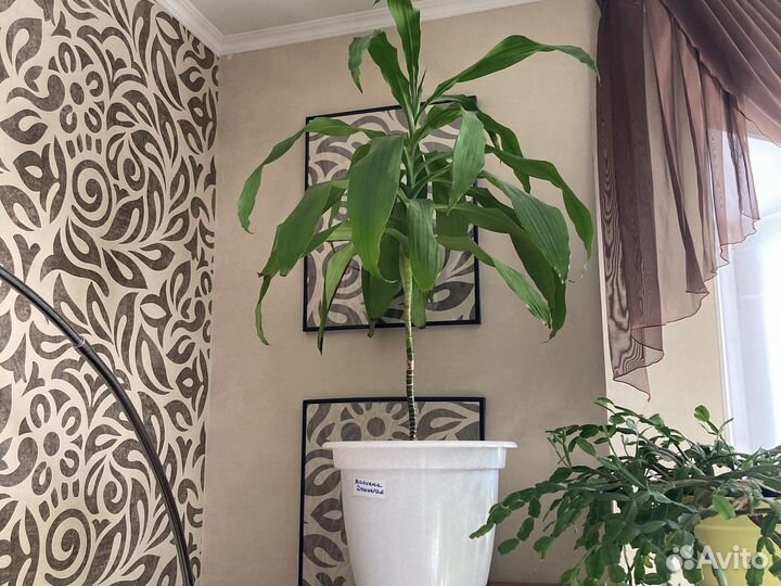 Драцена душистая, Хлорофитум, Дримиопсис