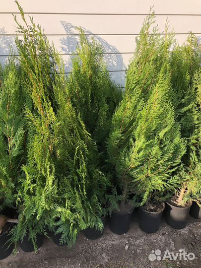 Продам туи восточная книжка