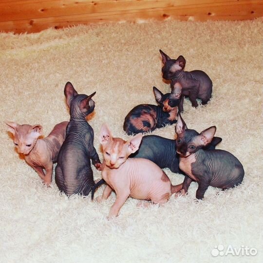 Вязка с Канадским сфинксом